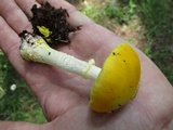 Amanita flavorubens image