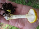 Amanita flavorubens image