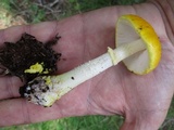 Amanita flavorubens image