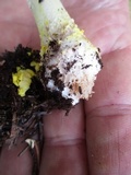 Amanita flavorubens image