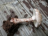 Amanita rubescens var. rubescens image
