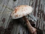 Amanita rubescens var. rubescens image