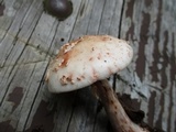 Amanita rubescens var. rubescens image