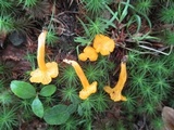 Cantharellus minor image