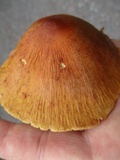 Cortinarius corrugatus image