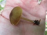 Entoloma formosum image
