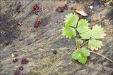 Ascocoryne sarcoides image