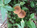 Entoloma formosum image