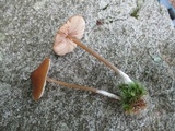 Entoloma formosum image