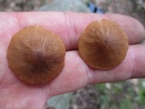 Entoloma formosum image