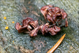 Ascocoryne sarcoides image