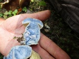 Gyroporus cyanescens image