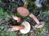 Imleria badia image