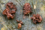 Ascocoryne sarcoides image