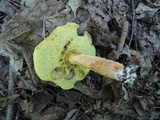 Leccinum rubropunctum image