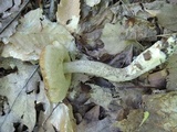 Leccinellum quercophilum image