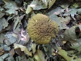 Leccinellum quercophilum image