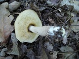Leccinellum quercophilum image