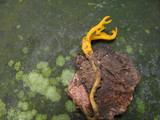 Calocera viscosa image