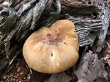 Tapinella atrotomentosa image