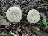 Lactarius maculatus image
