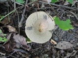 Lactarius maculatus image