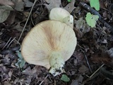 Lactarius maculatus image