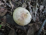 Lactarius maculatus image