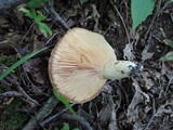 Lactarius maculatus image