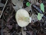 Lactarius maculatus image