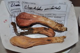 Clavariadelphus occidentalis image