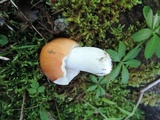 Russula paludosa image