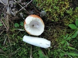 Russula paludosa image