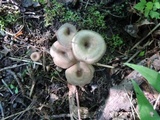 Entoloma undatum image