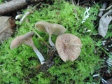 Entoloma undatum image