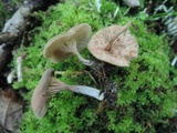 Entoloma undatum image