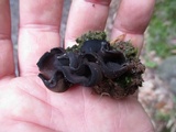 Peziza saccardiana image
