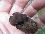 Peziza saccardiana image