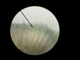 Peziza saccardiana image