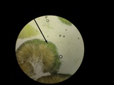 Peziza saccardiana image