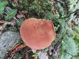 Phylloporus leucomycelinus image