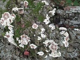 Trametes hirsuta image