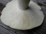 Russula variata image