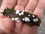 Ceratiomyxa fruticulosa var. fruticulosa image