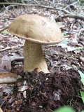 Tylopilus felleus image