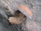 Tylopilus felleus image