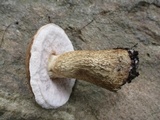 Tylopilus felleus image
