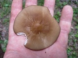 Oudemansiella furfuracea image