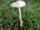 Amanita sect. Vaginatae image
