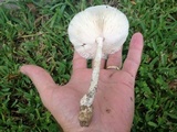 Amanita sect. Vaginatae image